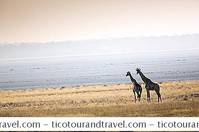 Catégorie Afrique Moyen Orient: Parc National D'Etosha: Le Refuge Faunique De La Namibie