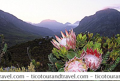 King Protea: Etelä-Afrikan Kansallinen Kukka