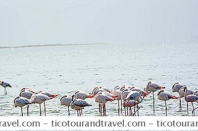 Nature'S Mysteries: Hvorfor Står Flamingos På Et Ben?