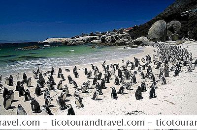 Luokka Afrikka Ja Lähi-Itä: Uinti Penguins Boulders Beach Lähellä Cape Town