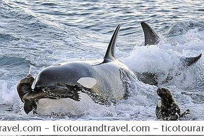 Ballenas Y Delfines De La Costa De California