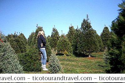 Christmas Tree Farms Near Charlotte