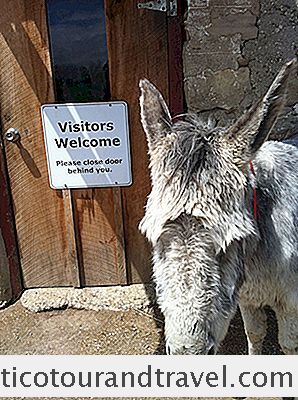 カナダのロバの聖域、グエルフ、オンタリオ