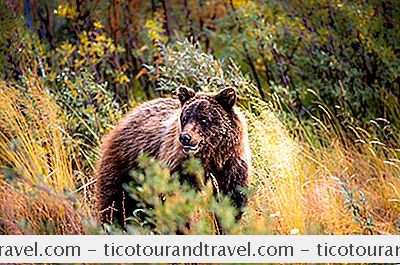 Kategori Canada: Kluane National Park Og Reserve Of Canada