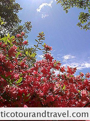 Azalea Viser I Richmond Parks Isabella Plantage