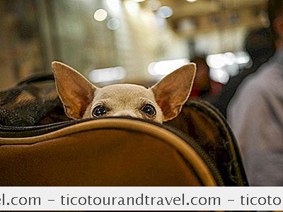 หมวดหมู่ ยุโรป: วิธีการเดินทางไปเดนมาร์กด้วยสุนัข