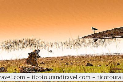 Tadoba National Park Und Tiger Reserve Reiseführer