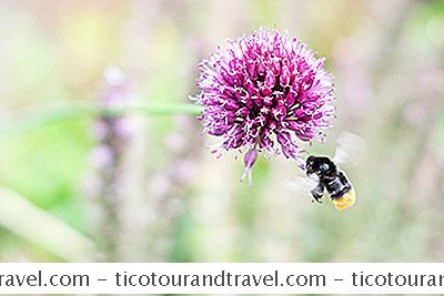 Atlanta＆Rsquo; S花粉数：春アレルギーの治療ガイド