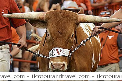 Thể LoạI Hoa Kỳ: Bevo: Đại Học Texas Mascot