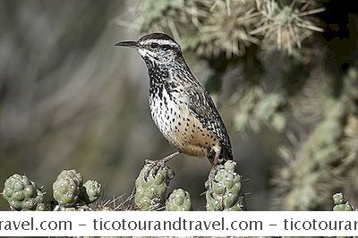 サボテンズレンはアリゾナ州立鳥です