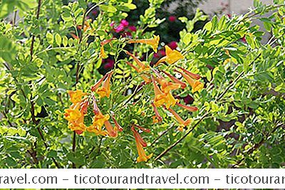 Easy Desert Plant: Orange Jubilee Eller Orange Bells