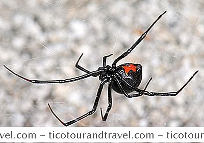 如何在徒步旅行或露营时避免黑寡妇蜘蛛叮咬