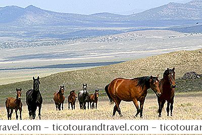 Nevadas Wilde Pferde