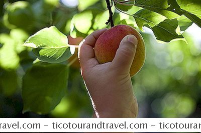 Pick-Your-Own Peach Farms I North Carolina