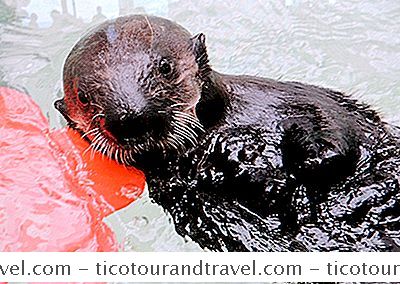 Shedd水族館、Ellie The Otterを歓迎