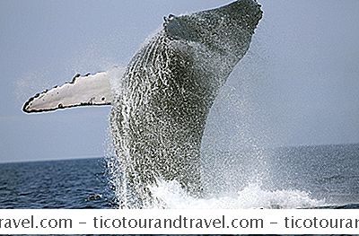 Tips For Whale Watching I San Diego