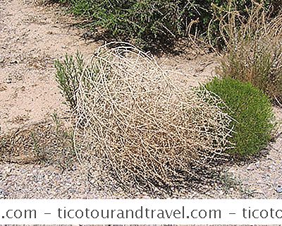 Tumbleweeds Trong Sa Mạc Arizona