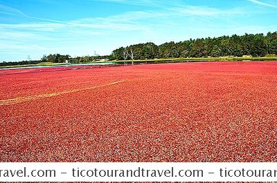 Thăm Cranberry Bogs Ở Massachusetts