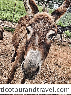 野生の荒野ドライブスルーサファリ